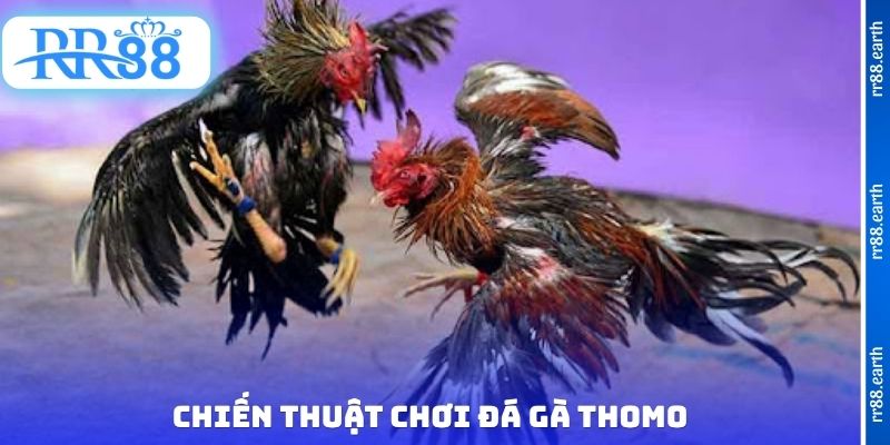 Chiến thuật chơi đá gà Thomo