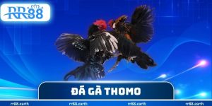 Đá Gà Thomo