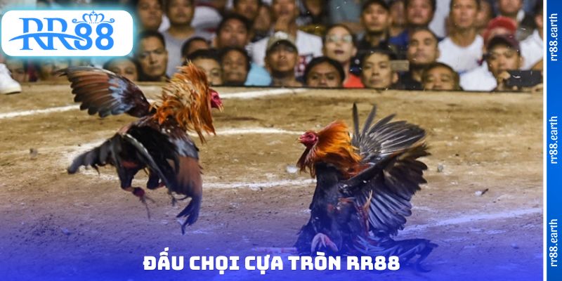 Đấu chọi cựa tròn RR88
