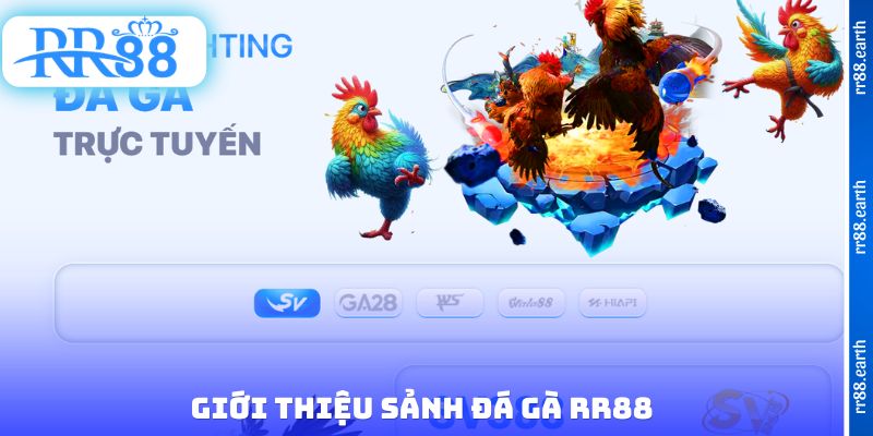 Giới thiệu sảnh đá gà RR88