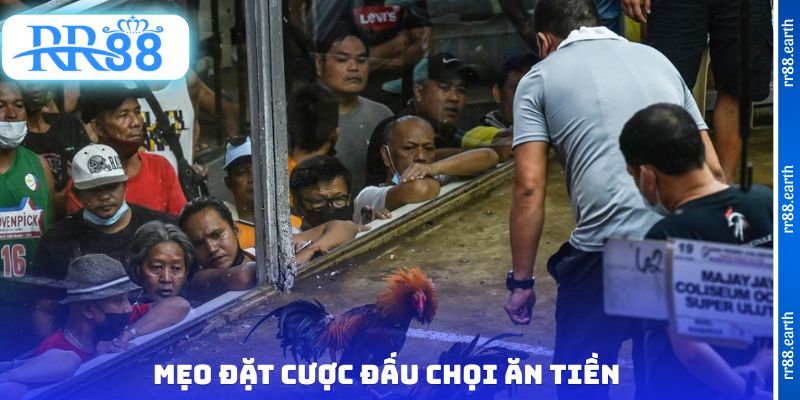 Mẹo đặt cược đấu chọi ăn tiền