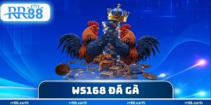 WS168 Đá Gà